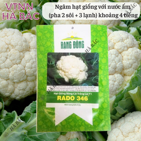 Hạt Giống Bông Cải Trắng Lai F1 RADO 346 (Gói 0,5g~250 Hạt) Rạng Đông, Sinh Trưởng Tốt, Ít Sâu Bệnh – [Súp Lơ Trắng]