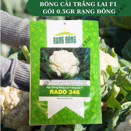 Hạt Giống Bông Cải Trắng Lai F1 RADO 346 (Gói 0,5g~250 Hạt) Rạng Đông, Sinh Trưởng Tốt, Ít Sâu Bệnh – [Súp Lơ Trắng]
