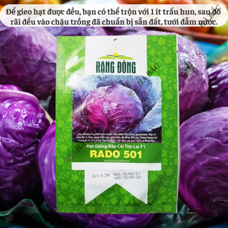 Hạt Giống Bắp Cải Tím Lai F1 RADO 501 (0,5g~150 Hạt) Rạng Đông, Bắp To, Tròn, Giòn Ngọt, Phát Triển Mạnh