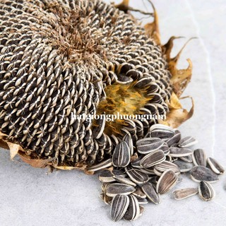 10 Gram ( ≈ 80 Hạt ) - Hạt Giống Hoa  Hướng Dương Ăn Hạt Phương Nam