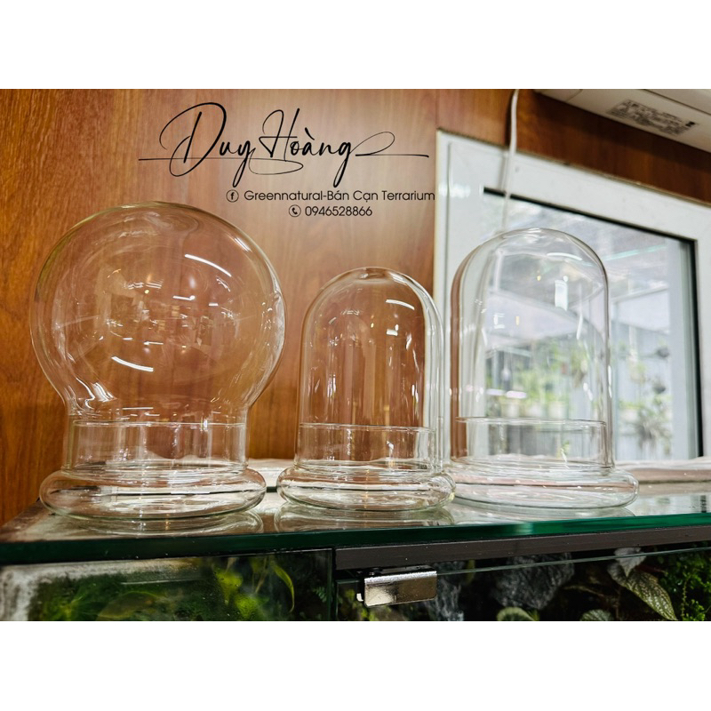 Bình Terrarium, Bình Thủy  tinh ko kèm đèn trồng cây trong nhà