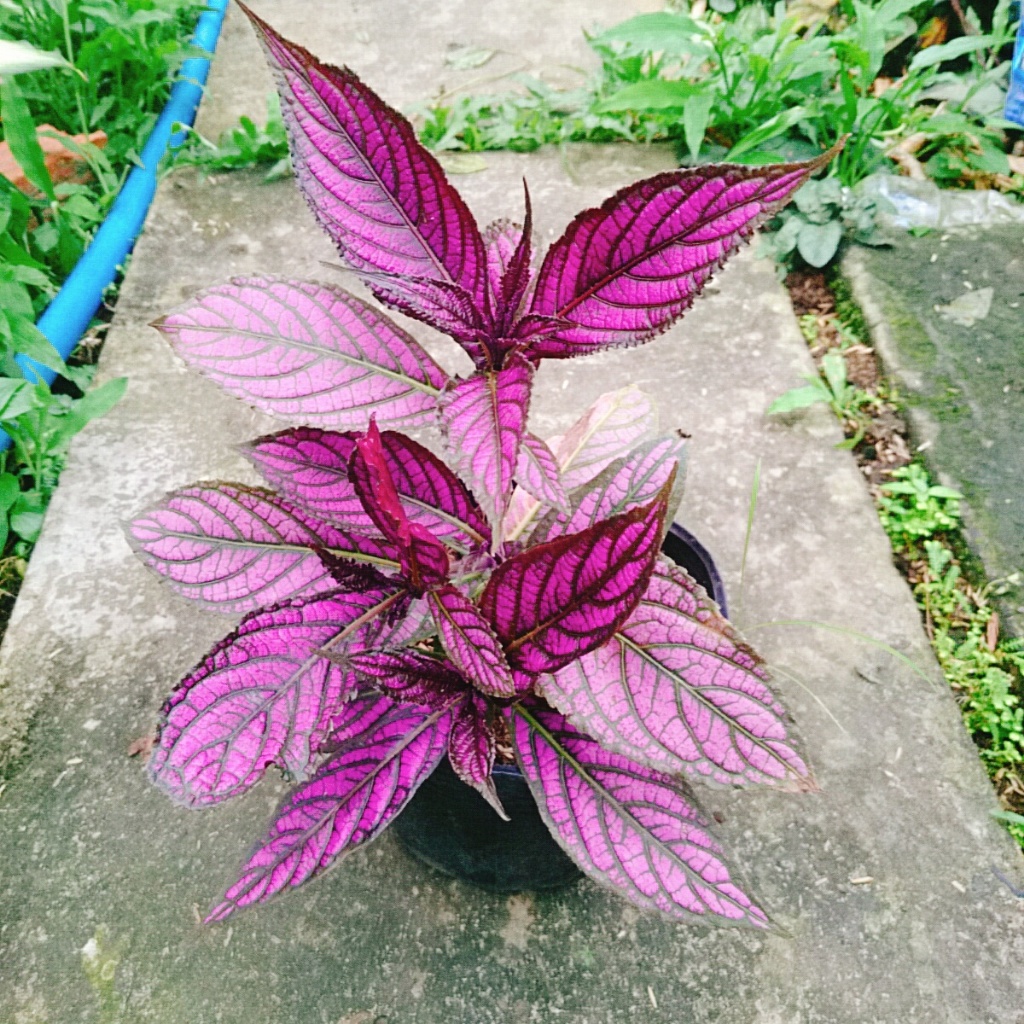 Cây Chùy Hoa Ba Tư - Persian Shield - cây lá tím đẹp rực rỡ bắt mắt