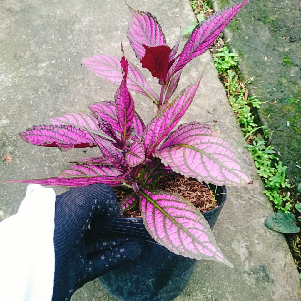 Cây Chùy Hoa Ba Tư - Persian Shield - cây lá tím đẹp rực rỡ bắt mắt