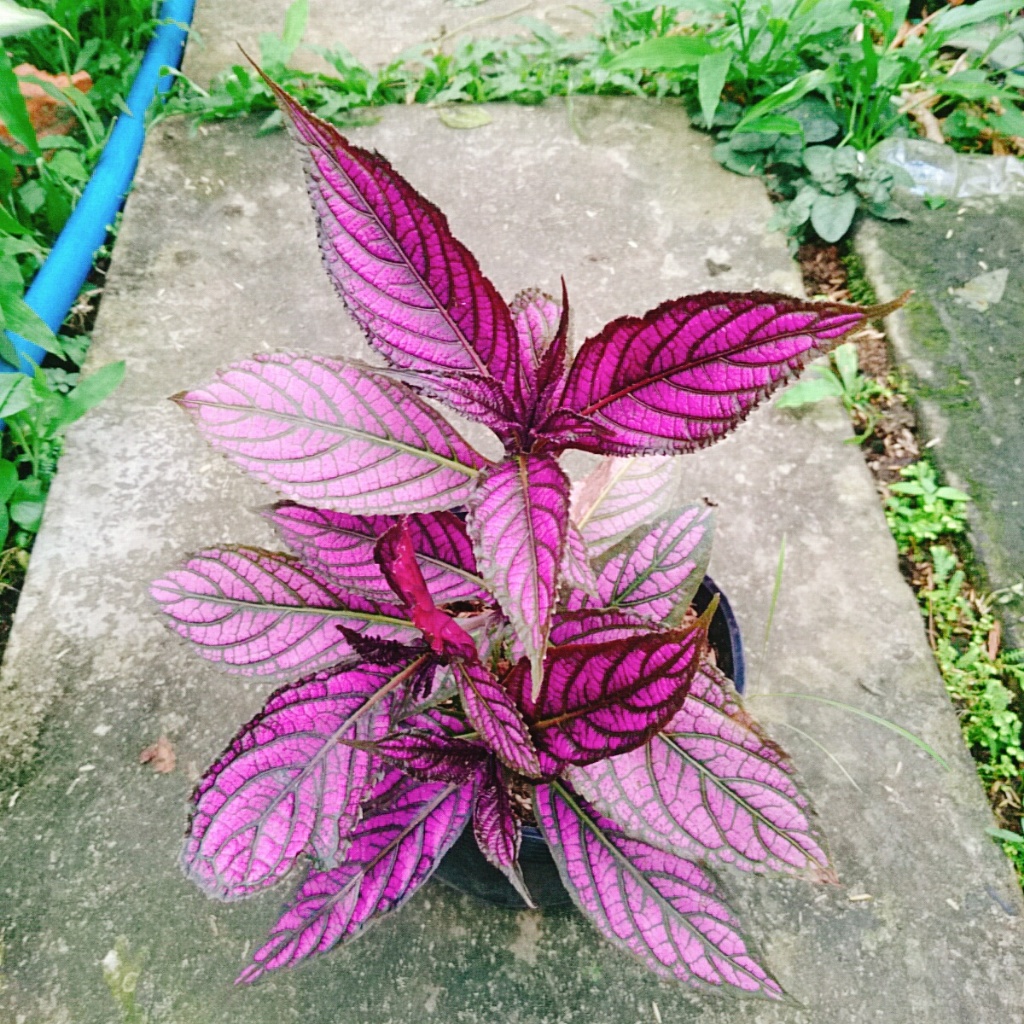Cây Chùy Hoa Ba Tư - Persian Shield - cây lá tím đẹp rực rỡ bắt mắt