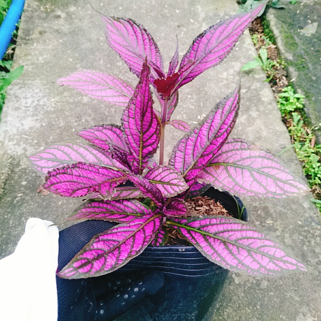 Cây Chùy Hoa Ba Tư - Persian Shield - cây lá tím đẹp rực rỡ bắt mắt