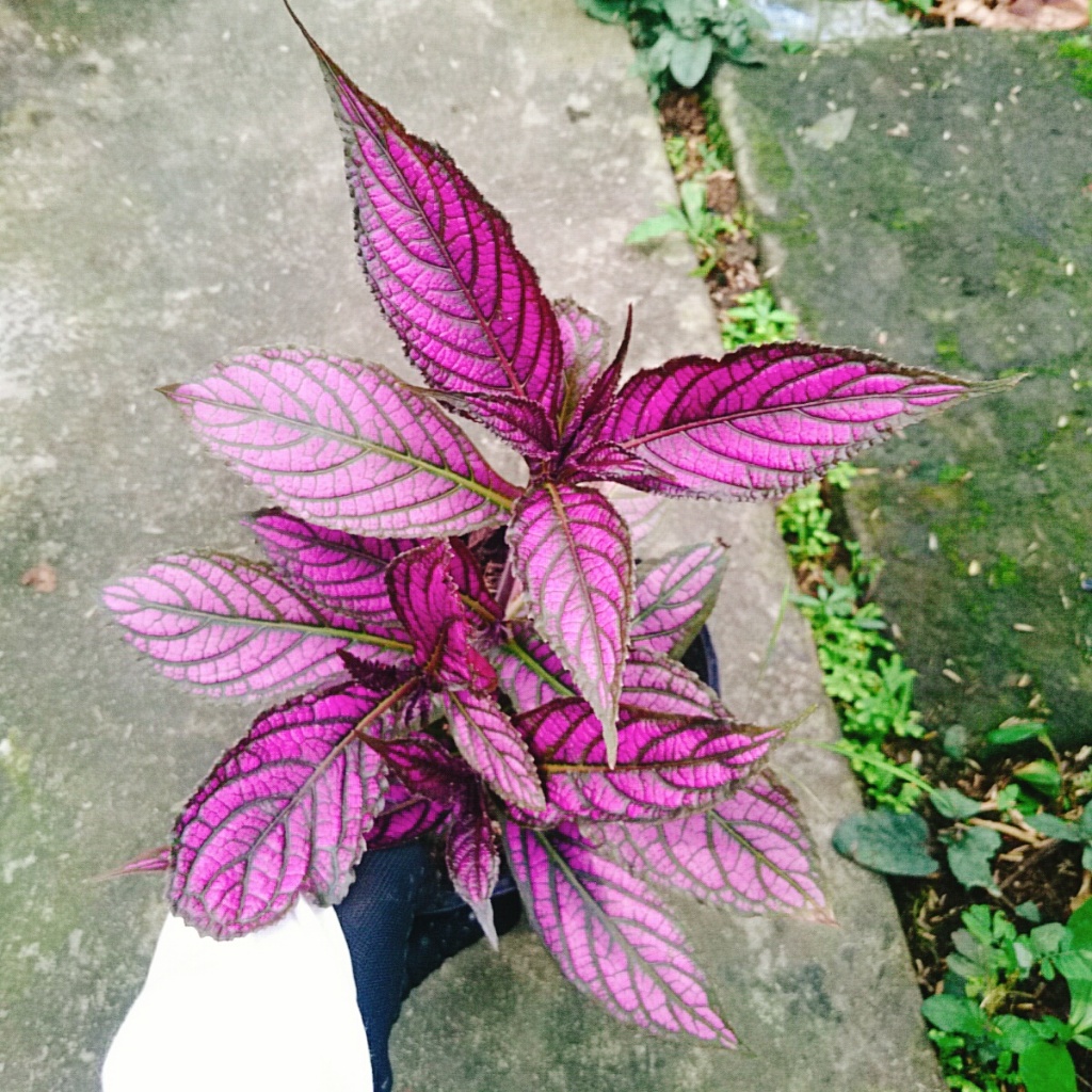Cây Chùy Hoa Ba Tư - Persian Shield - cây lá tím đẹp rực rỡ bắt mắt