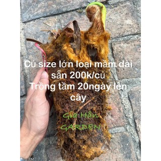 củ giống cây dương xỉ culi size to mầm cao sẵn , trồng 20 ngày sẽ lên cây