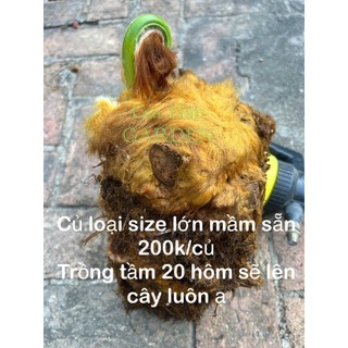 củ giống cây dương xỉ culi size to mầm cao sẵn , trồng 20 ngày sẽ lên cây
