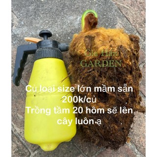 củ giống cây dương xỉ culi size to mầm cao sẵn , trồng 20 ngày sẽ lên cây
