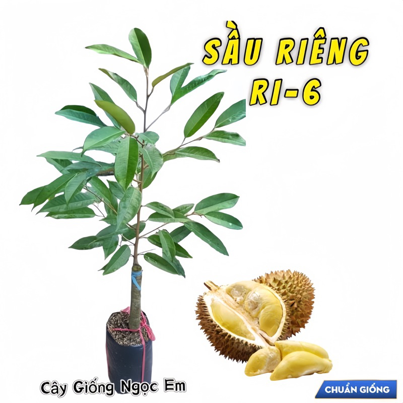 Sầu riêng ri-6 ghép, nhánh xum xê bầu to gốc lớn | Shopee Việt Nam