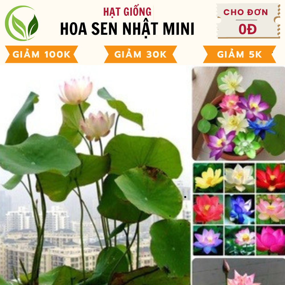 Hạt Giống Hoa Sen Mini Nhật Bản - 10 Màu Siêu dễ trồng - Dễ chăm sóc