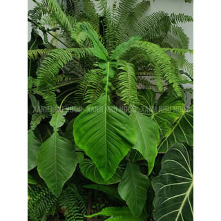 Chậu đen cứng PHILODENDRON JOEPI (Kiến) decor đẹp, nội thất sang -|Vườn Như Ngọc| - Đã bật hoả tốc