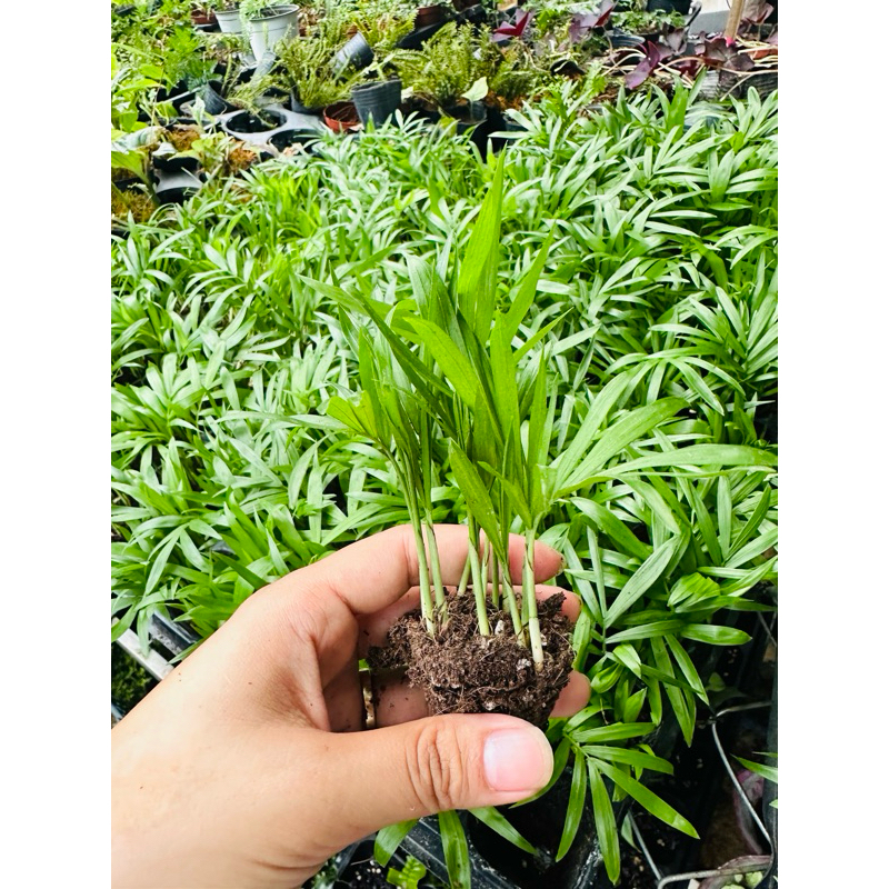 Cau tiểu trâm siêu mini để bàn lọc không khí,trang trí tiểu cảnh non bộ,terrarium