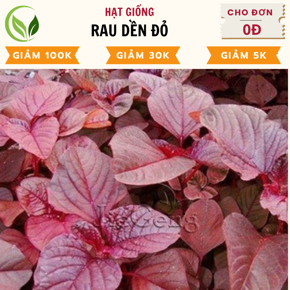 Hạt Giống Rau Dền Đỏ - Chất Lượng Cao, Dễ Trồng, Năng Suất Tốt | Shopee ...