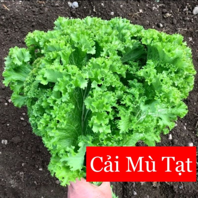 200 Hạt Giống Cải Mù Tạt Xoăn Xanh💯 Ăn Cực Ngon@💥 Dễ Trồng