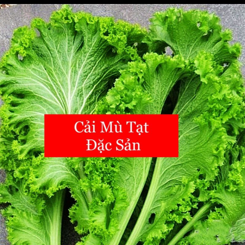 200 Hạt Giống Cải Mù Tạt Xoăn Xanh💯 Ăn Cực Ngon@💥 Dễ Trồng
