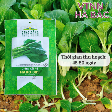 Hạt Giống Cải Rổ Rado 305 (Gói 5g~500 Hạt) Rạng Đông, Nảy Mầm Nhanh, Dễ Chăm Sóc