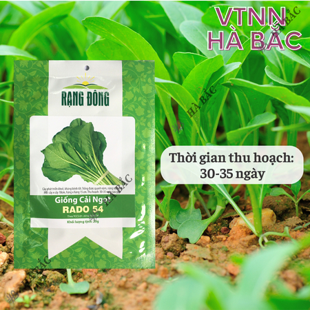 Hạt Giống Cải Ngọt RADO 54 (Gói 20g~6000 Hạt) Rạng Đông, Dễ Gieo Trồng, Thu Hoạch Nhanh, Giòn, Ngọt