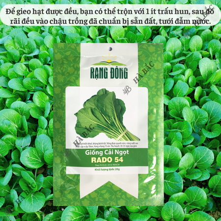 Hạt Giống Cải Ngọt RADO 54 (Gói 20g~6000 Hạt) Rạng Đông, Dễ Gieo Trồng, Thu Hoạch Nhanh, Giòn, Ngọt