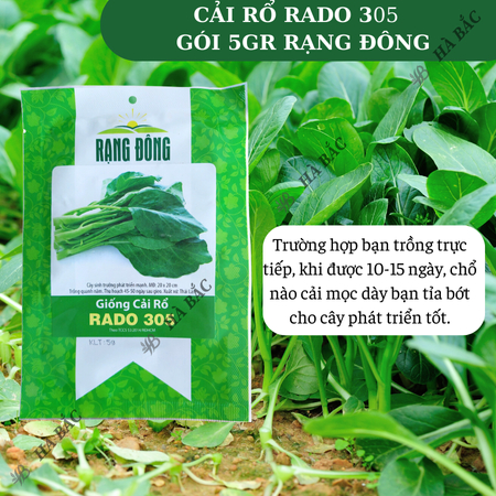 Hạt Giống Cải Rổ Rado 305 (Gói 5g~500 Hạt) Rạng Đông, Nảy Mầm Nhanh, Dễ Chăm Sóc