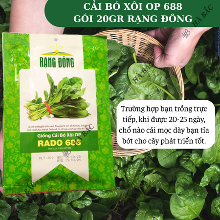 Hạt Giống Cải Bó Xôi OP RADO 688 (Gói 20g~2800 Hạt) Rạng Đông, Chịu Nhiệt Tốt, Dễ Gieo Trồng, Xanh Mướt