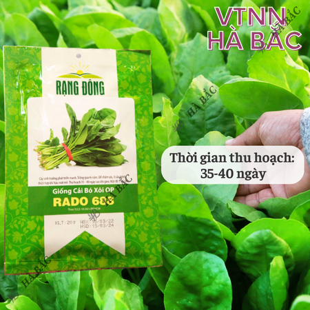 Hạt Giống Cải Bó Xôi OP RADO 688 (Gói 20g~2800 Hạt) Rạng Đông, Chịu Nhiệt Tốt, Dễ Gieo Trồng, Xanh Mướt