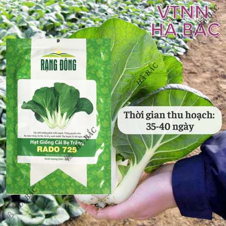 Hạt Giống Cải Bẹ Trắng RADO 725 (Gói 20g~3500 Hạt) Rạng Đông, Nảy Mầm Tốt, Trồng Quanh Năm