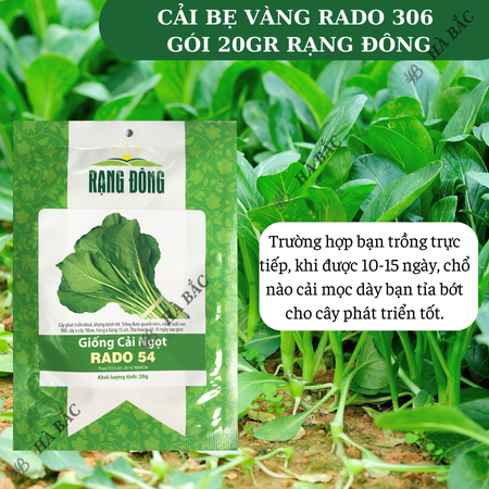 Hạt Giống Cải Ngọt RADO 54 (Gói 20g~6000 Hạt) Rạng Đông, Dễ Gieo Trồng, Thu Hoạch Nhanh, Giòn, Ngọt
