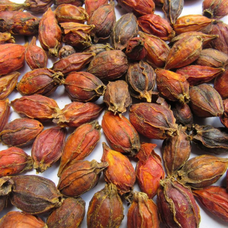 500GR Quả Dành Dành, Hạt Dành Dành, Chi Tử Tạo Màu Vàng Tự Nhiên Dùng Làm Xôi, Bánh, Chè...