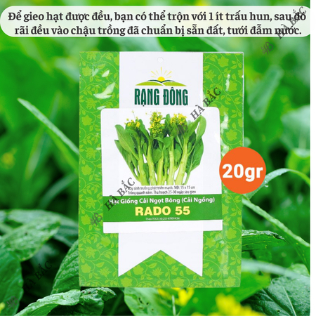 Hạt Giống Cải Ngọt Bông RADO 55 (Gói 20g~6000 Hạt) Rạng Đông, Chịu Nhiệt Tốt, Trồng Quanh Năm – [Cải Ngồng]