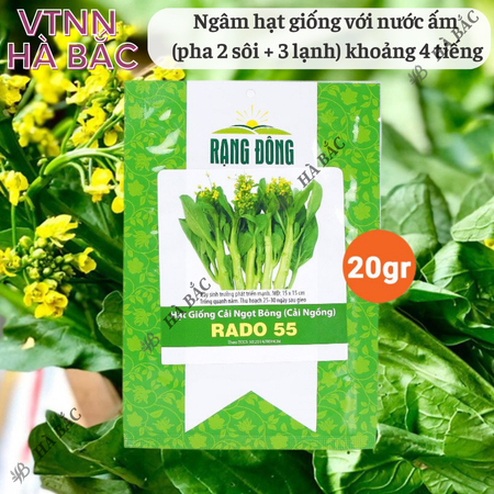 Hạt Giống Cải Ngọt Bông RADO 55 (Gói 20g~6000 Hạt) Rạng Đông, Chịu Nhiệt Tốt, Trồng Quanh Năm – [Cải Ngồng]