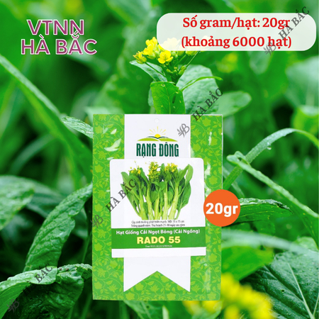 Hạt Giống Cải Ngọt Bông RADO 55 (Gói 20g~6000 Hạt) Rạng Đông, Chịu Nhiệt Tốt, Trồng Quanh Năm – [Cải Ngồng]