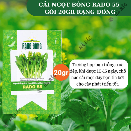 Hạt Giống Cải Ngọt Bông RADO 55 (Gói 20g~6000 Hạt) Rạng Đông, Chịu Nhiệt Tốt, Trồng Quanh Năm – [Cải Ngồng]