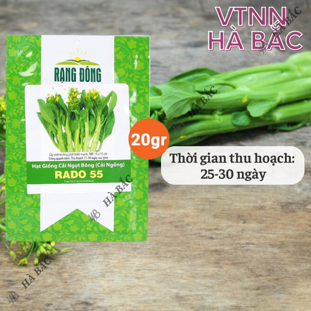 Hạt Giống Cải Ngọt Bông RADO 55 (Gói 20g~6000 Hạt) Rạng Đông, Chịu Nhiệt Tốt, Trồng Quanh Năm – [Cải Ngồng]