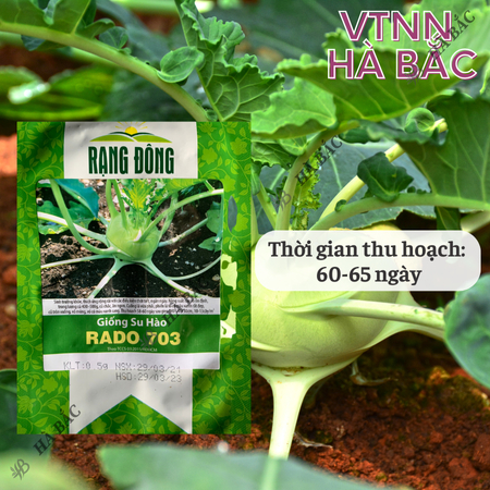 Hạt Giống Su Hào Rado 703 (Gói 5g ~700 Hạt) Rạng Đông, Chịu Nhiệt Tốt, Củ To Tròn, Ngọt