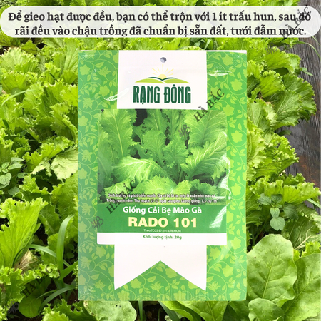 Hạt Giống Cải Bẹ Mào Gà RADO 101 (Gói 20g~2000 Hạt) Rạng Đông, Ít Sâu Bệnh, Trồng Quanh Năm