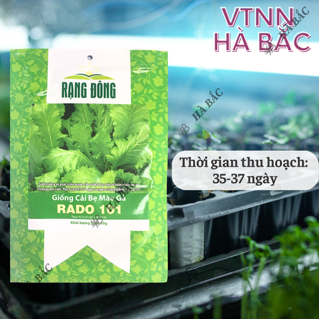 Hạt Giống Cải Bẹ Mào Gà RADO 101 (Gói 20g~2000 Hạt) Rạng Đông, Ít Sâu Bệnh, Trồng Quanh Năm
