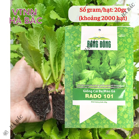 Hạt Giống Cải Bẹ Mào Gà RADO 101 (Gói 20g~2000 Hạt) Rạng Đông, Ít Sâu Bệnh, Trồng Quanh Năm
