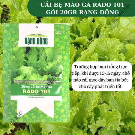 Hạt Giống Cải Bẹ Mào Gà RADO 101 (Gói 20g~2000 Hạt) Rạng Đông, Ít Sâu Bệnh, Trồng Quanh Năm