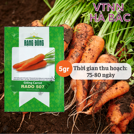 Hạt Giống Cà Rốt RADO 507 (Gói 5g~2800 Hạt) Rạng Đông, Củ To, Dài, Sinh Trưởng Khỏe