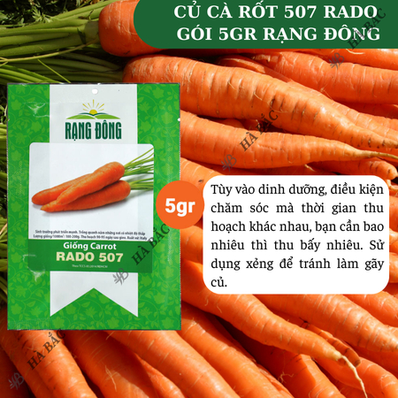 Hạt Giống Cà Rốt RADO 507 (Gói 5g~2800 Hạt) Rạng Đông, Củ To, Dài, Sinh Trưởng Khỏe