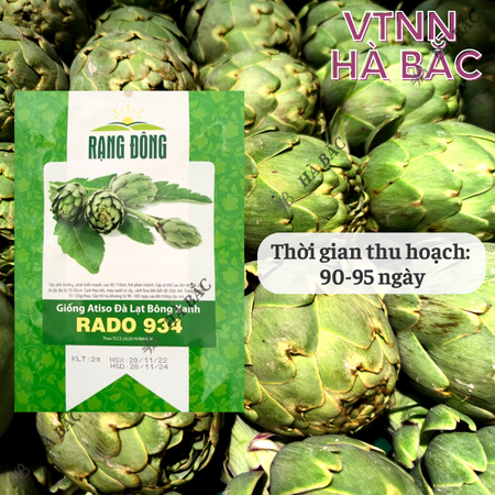 Hạt Giống Atiso Đà Lạt Bông Xanh RADO 934 (Gói 2g~40 Hạt) Rạng Đông, Sinh Trưởng Tốt, Trồng Quanh Năm