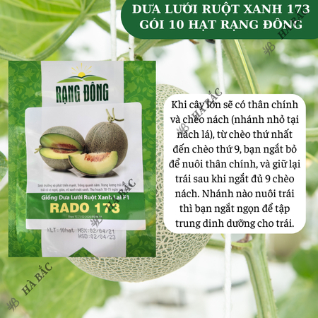 Hạt Giống Dưa Lưới Ruột Xanh RADO 173 (Gói 10 Hạt) Rạng Đông, Trái To, Mắt Lưới Dày, Ngọt, Giòn