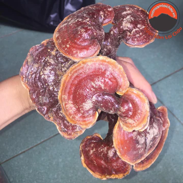 Nấm lim xanh rừng tự nhiên Tây Bắc mọc trên thân, gốc lim xanh đã mục. Nấm lim xanh, linh chi đỏ, sừng hươu ngâm rượu