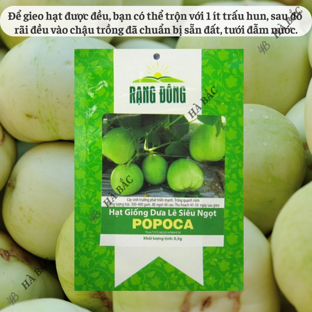 Hạt Giống Dưa Lê Popoca RADO (Gói 0,5g~35 Hạt) Rạng Đông, Siêu Trái, Siêu Ngọt, Chắc Quả, Trồng Quanh Năm