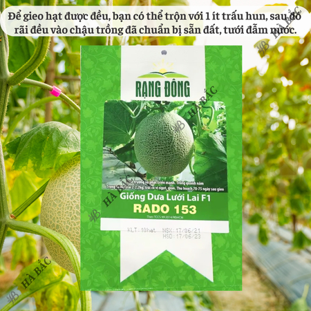 Hạt Giống Dưa Lưới Lai F1 RADO 153 (Gói 10 Hạt) Đông, Trái To, Chịu Nhiệt Tốt, Ngọt, Giòn
