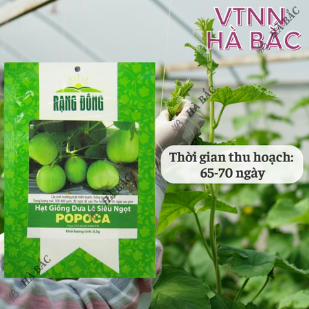 Hạt Giống Dưa Lê Popoca RADO (Gói 0,5g~35 Hạt) Rạng Đông, Siêu Trái, Siêu Ngọt, Chắc Quả, Trồng Quanh Năm