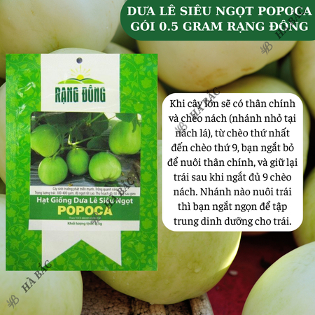 Hạt Giống Dưa Lê Popoca RADO (Gói 0,5g~35 Hạt) Rạng Đông, Siêu Trái, Siêu Ngọt, Chắc Quả, Trồng Quanh Năm