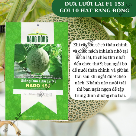 Hạt Giống Dưa Lưới Lai F1 RADO 153 (Gói 10 Hạt) Đông, Trái To, Chịu Nhiệt Tốt, Ngọt, Giòn