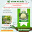 Hạt Giống Dưa Lê Bạch Kim RADO(Gói 5 Hạt) Rạng Đông Trái Ngọt, Thơm, Trồng Quanh Năm